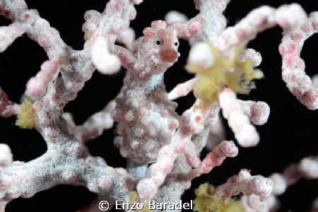 Pigmy sea horse in Cebu by Enzo Baradel 