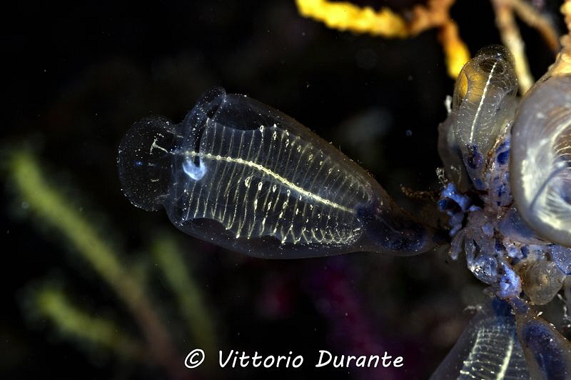 Clavelina lepadiformis by Vittorio Durante 