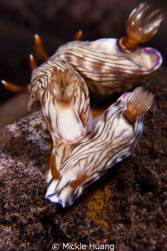 Triangle
West Wind Hypselodoris
Seraya, Bali by Mickle Huang 