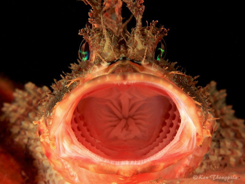 The Yawn - Red Rock Cod
Twilight diving at Nelson Bay, A... by Ken Thongpila 