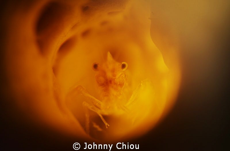 the shrimp hiding in sponge by Johnny Chiou 