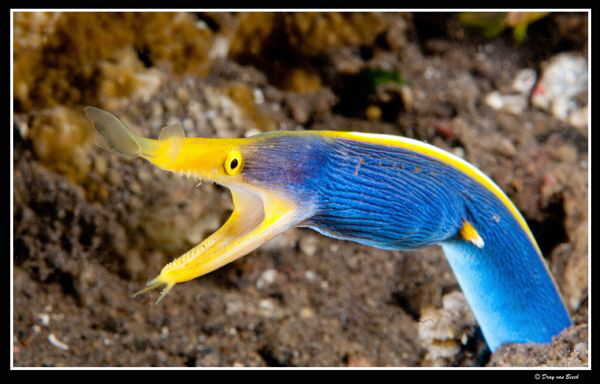 Blue ribbon eel... by Dray Van Beeck 