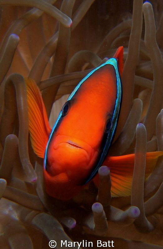 Very friendly clown fish, all eyes by Marylin Batt 