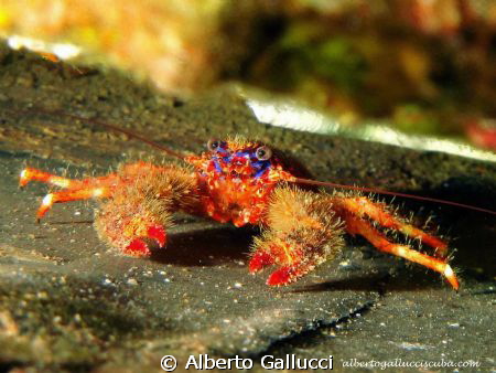 Galathea strigosa on the wreck "La Plataforma" - Espardel... by Alberto Gallucci 