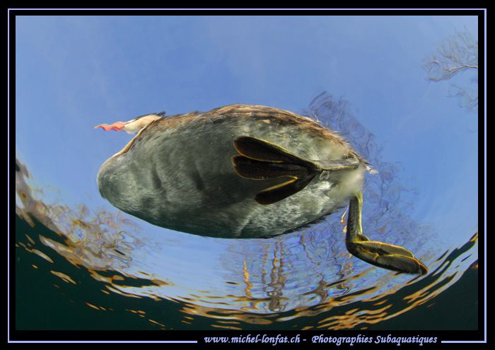 A young Great Crested Grebe passing on top of me... :O)... by Michel Lonfat 