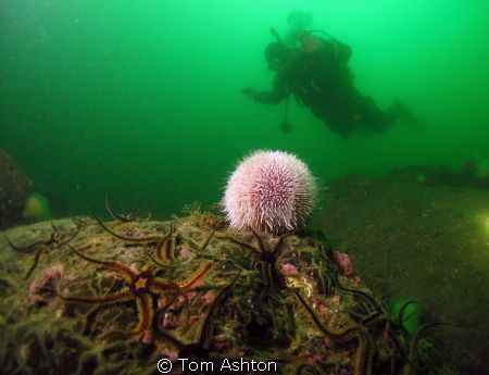 OMG its massive! by Tom Ashton 