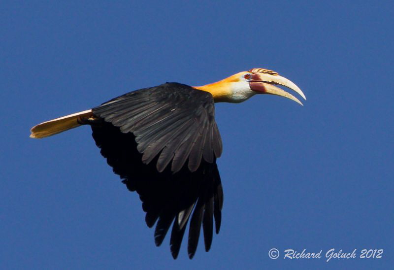 Blyth's Hornbill-Halmahera Island by Richard Goluch 