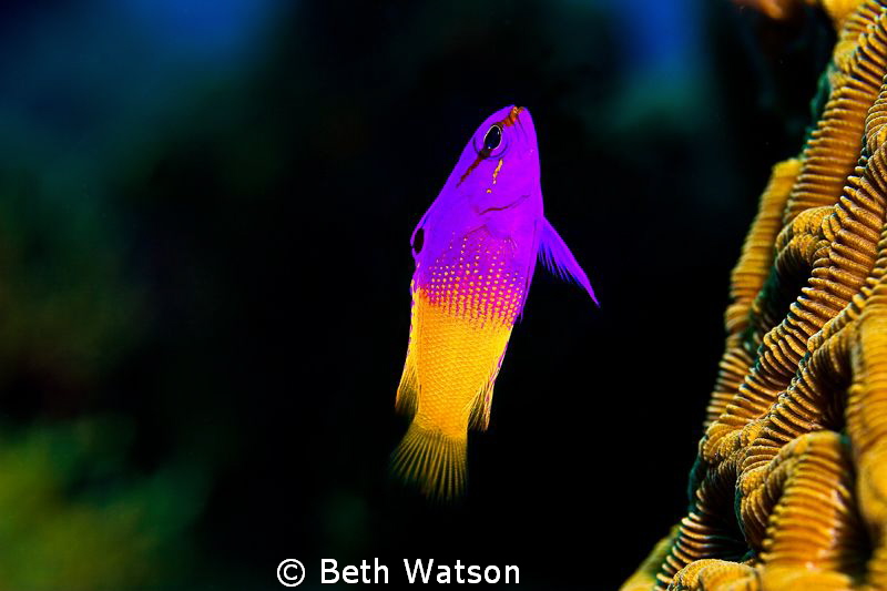 Fairy Basslet...Roatan, Honduras by Beth Watson 