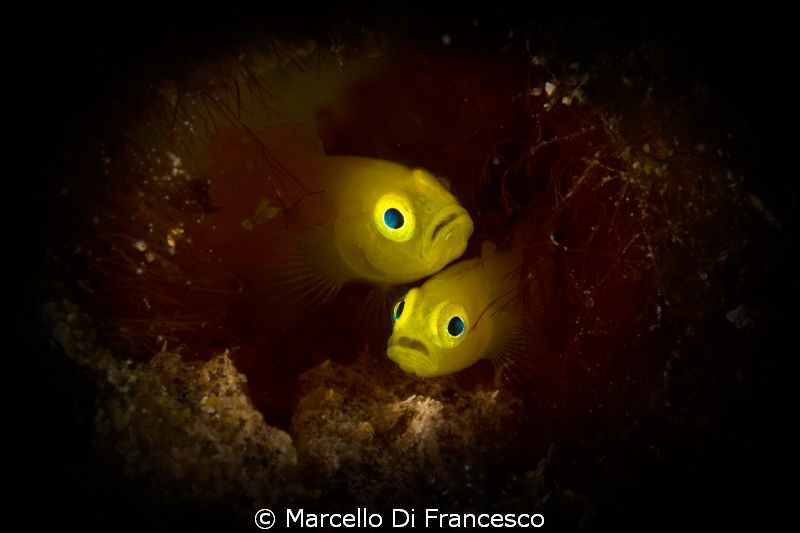 help! there's a monster out of the house !!! by Marcello Di Francesco 
