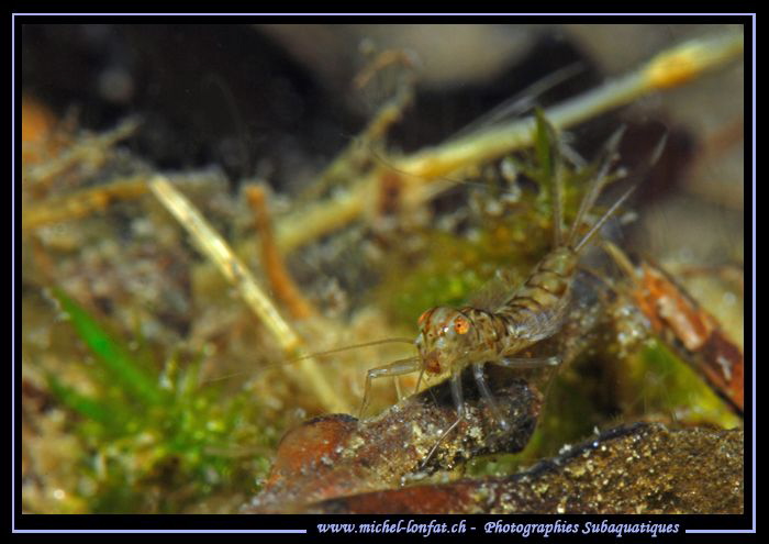Face to face with this beautiful Larva of a Mayfly... Que... by Michel Lonfat 