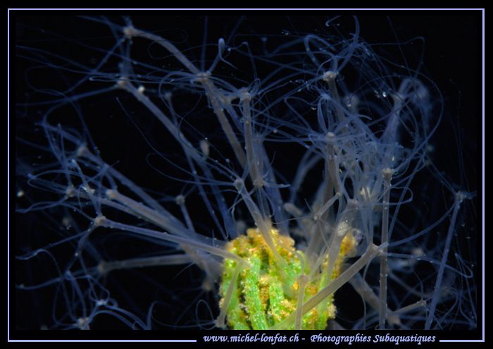 Freshwater Hydras on top of a water-plant... :O)... by Michel Lonfat 