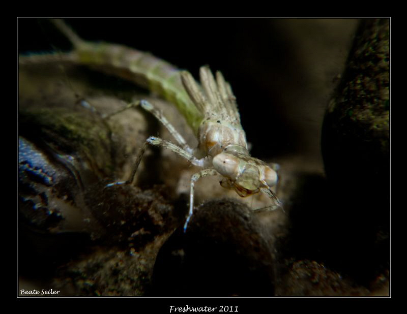 Dragonfly larve by Beate Seiler 