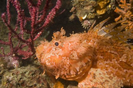 Scorpaena scofa - Mediterranean sea - Portofino reserve -... by Luca Bertoglio 