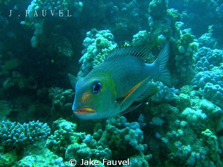 I took this on my third dive in Egypt, a beautiful lookin... by Jake Fauvel 