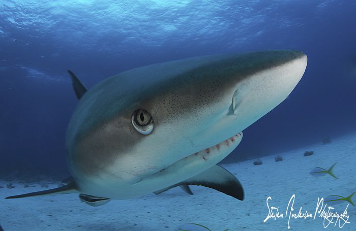 It was awesome morning spent with no less than 25 Reef Sh... by Steven Anderson 