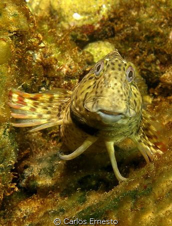 Scartella Cristata by Carlos Ernesto 