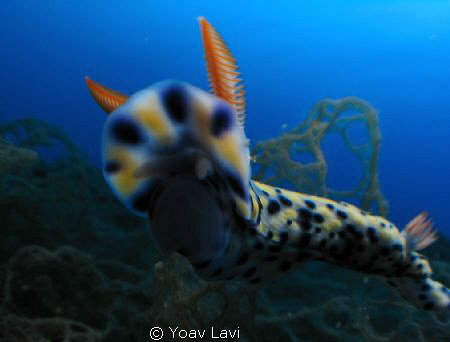 Taken with canon S50, inon micro-fisheye by Yoav Lavi 