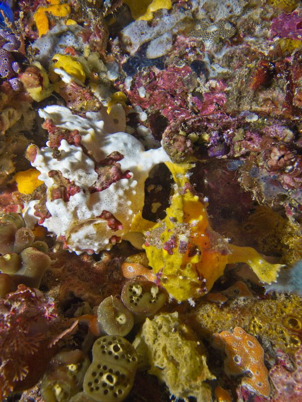 Symphony of colour: find the intruders by Alex Varani 