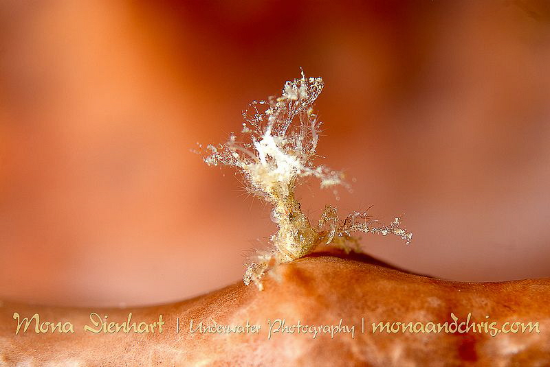 dancing crab by Mona Dienhart 