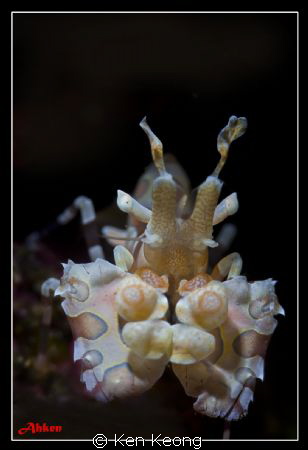 SNOOT SHOT WITH SUBSEE +10 by Ken Keong 