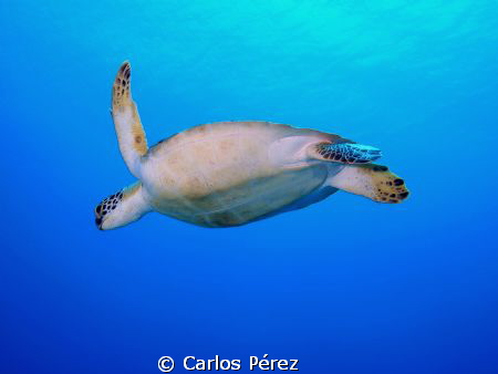 "Into the Blue" This Green Turtle Was incredible Photogen... by Carlos Pérez 