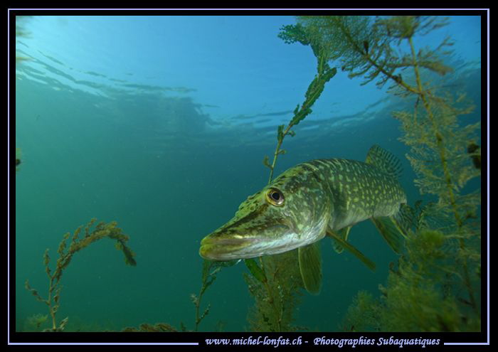 King Pike Fish in his pound... 1 :O)... by Michel Lonfat 