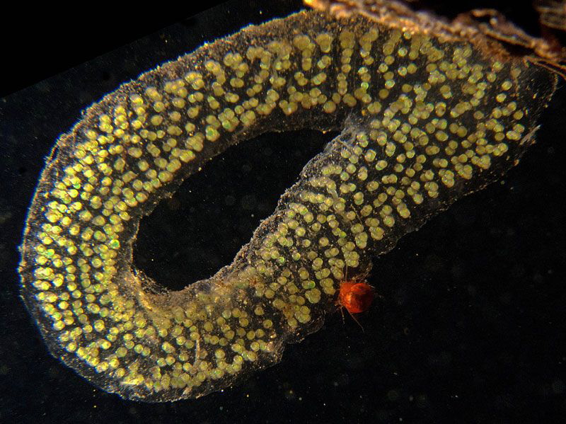 caddis fly egg ring (phryganeid typ)
Lake Plussee by Chris Krambeck 