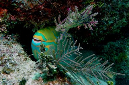 Parrotfish in Key Largo. 
 Taken with red filter only by Alan Manning 