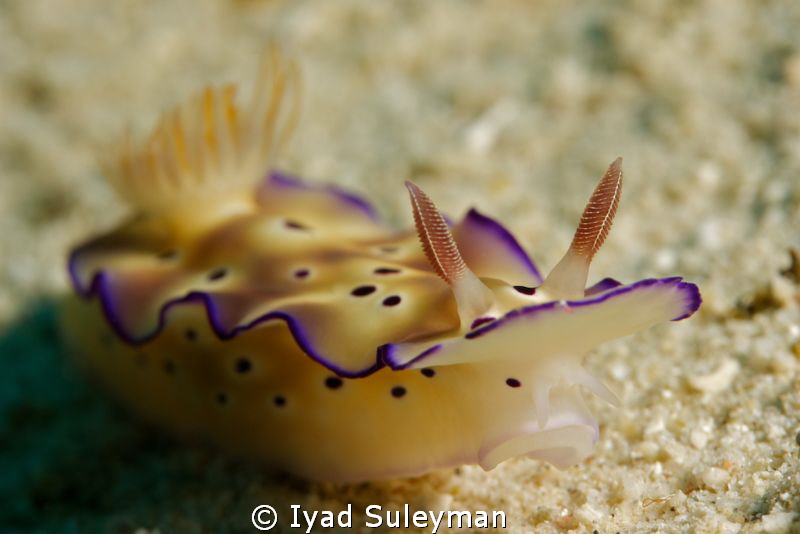 Nudibranch (Chromodoris) by Iyad Suleyman 