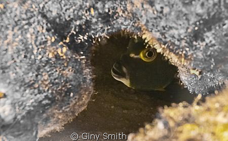 Is she gone yet? by Giny Smith 