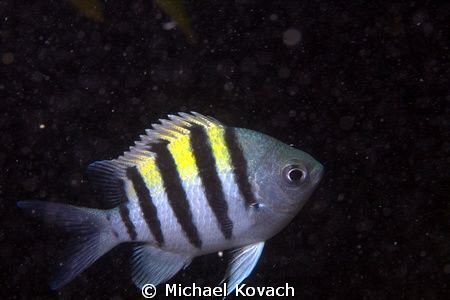 Sergeant Major on the Big Coral Knoll off the beach in Fo... by Michael Kovach 