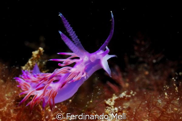 Flabellina affinis by Ferdinando Meli 