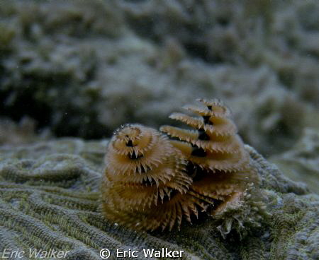 Christmas Tree Worms by Eric Walker 