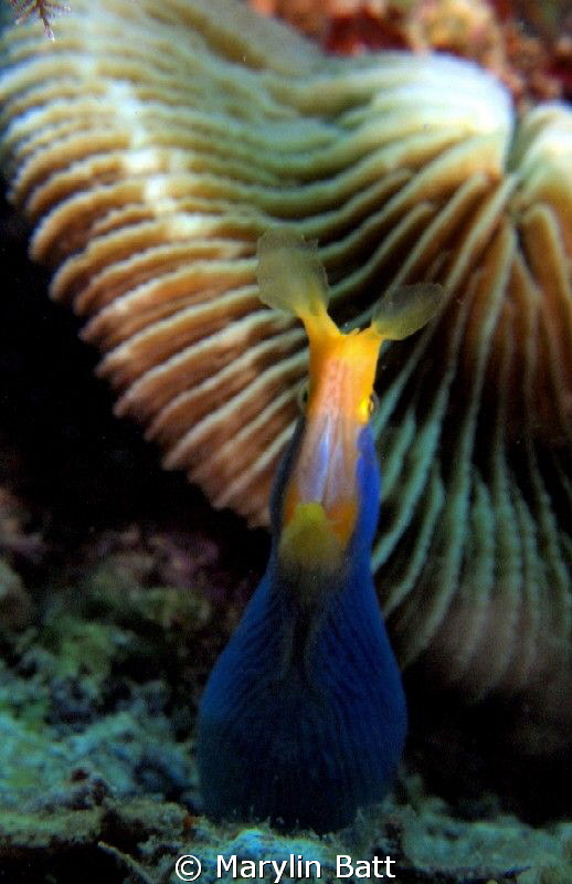 Blue Ribbon Eel by Marylin Batt 