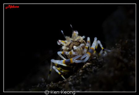 SNOOT SHOT WITH SUBSEE +10 by Ken Keong 