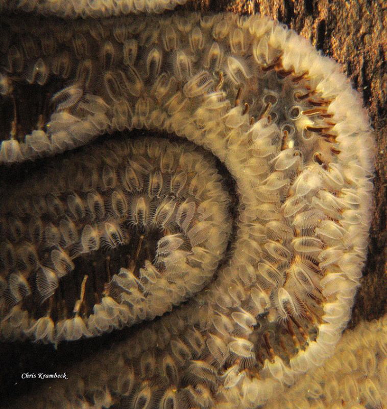 gelatinous colony of freshwater bryozoa
Cristatella muce... by Chris Krambeck 