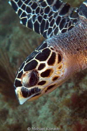 Hawksbill Turtle on the Big Coral Knoll off the beach in ... by Michael Kovach 