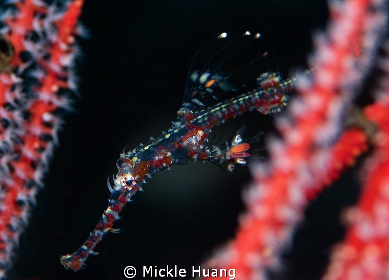 Ghost pipefish and coral
Seraya, Bali by Mickle Huang 