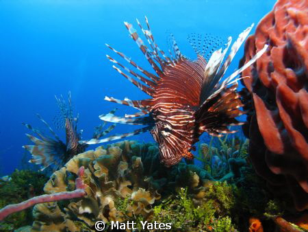 Lion fish by Matt Yates 