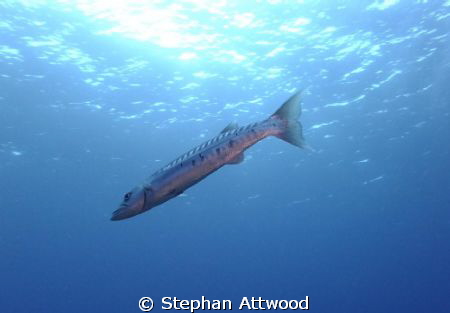 The Lone Cuda by Stephan Attwood 