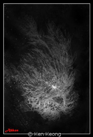 B/W hairy froggy by Ken Keong 