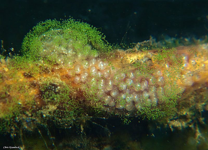 pond snail embryos
with green bell animacules
on spawn ... by Chris Krambeck 