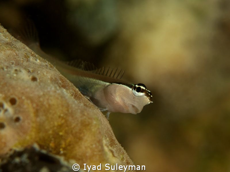 Spying out Blenny 
Nikon D3s, Sigma 70mm, 1.4x teleconve... by Iyad Suleyman 
