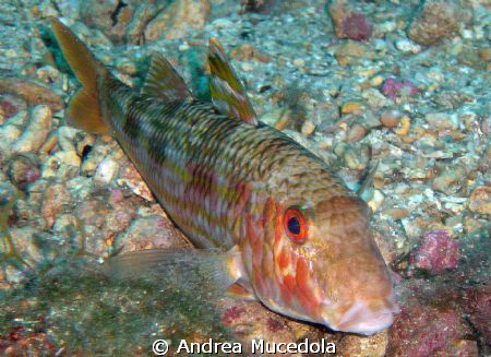 rock mullet ....
 by Andrea Mucedola 