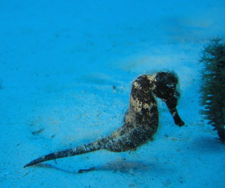 Dive site: Porto Marie Curacao, 
Dutch Antilles and take... by Frank Jong 