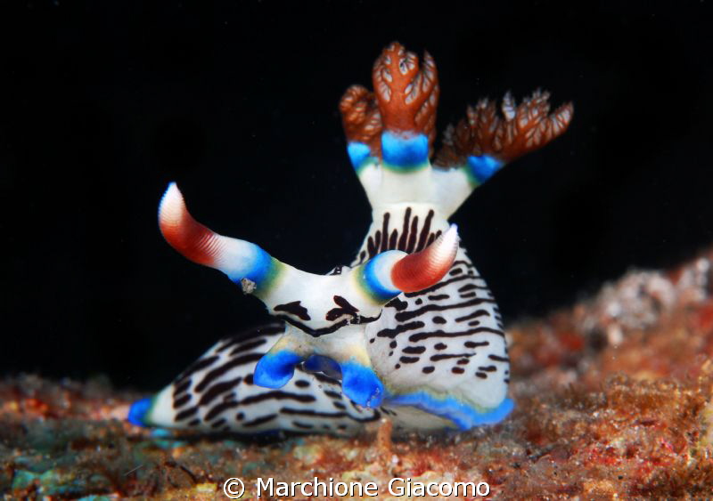 Elegant position "The nudy"
Nikon D200 , 60 micro , twin... by Marchione Giacomo 