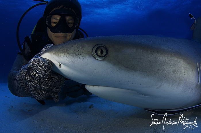 My friend Chang gets up close and creates shark hypnosis,... by Steven Anderson 