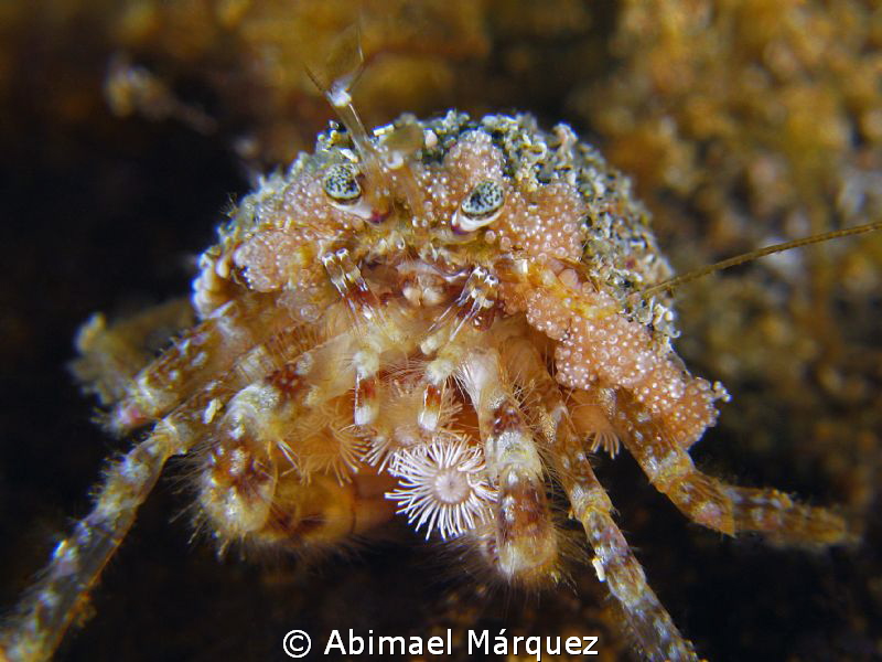 Decorator Crab, (+10). by Abimael Márquez 