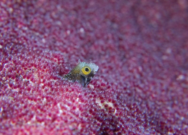 Blenny surrounded by sargeant major eggs. by Juan Torres 