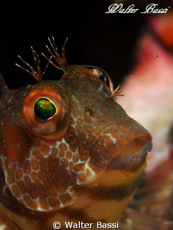 parablennius pilicornis
olympus epl-1,flash Sea&Sea ys 1... by Walter Bassi 